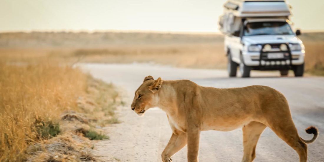 𝐂𝐫𝐨𝐢𝐬𝐢𝐄𝐮𝐫𝐨𝐩𝐞 reprend ses safaris-croisières en Afrique Australe