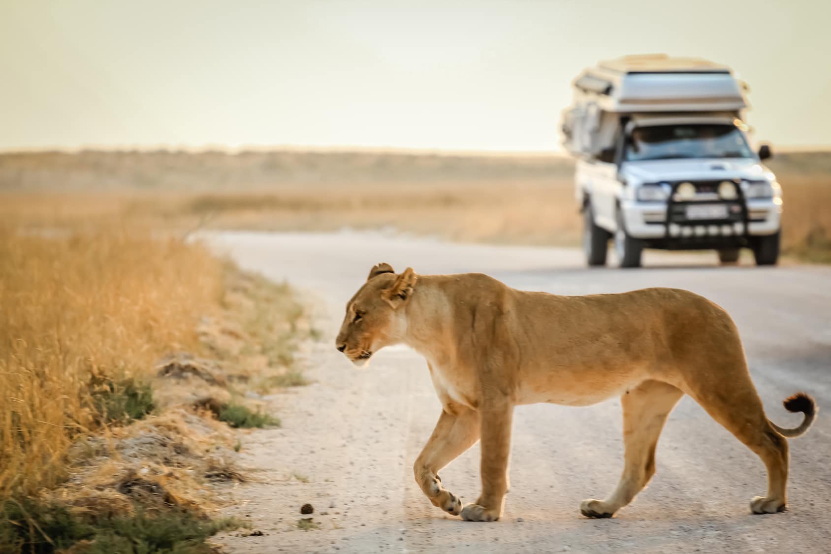 𝐂𝐫𝐨𝐢𝐬𝐢𝐄𝐮𝐫𝐨𝐩𝐞 reprend ses safaris-croisières en Afrique Australe